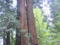 DSC_3811 A visit to Muir Woods National Monument (Mill Valley, CA) -- 29 March 2014