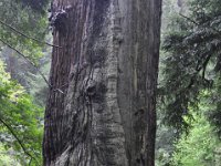 DSC_3821 A visit to Muir Woods National Monument (Mill Valley, CA) -- 29 March 2014