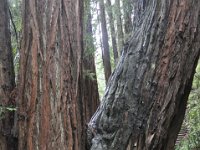 DSC_3824 A visit to Muir Woods National Monument (Mill Valley, CA) -- 29 March 2014