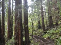 DSC_3826 A visit to Muir Woods National Monument (Mill Valley, CA) -- 29 March 2014