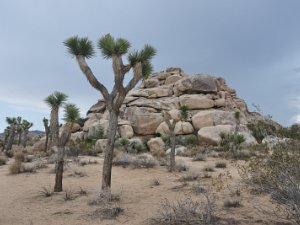 Joshua Tree Nat'l Park