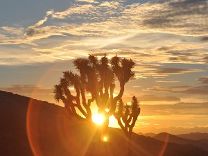 Joshua Tree National Park...