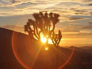 Joshua Tree National Park... Joshua Tree National Park