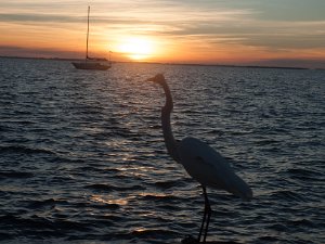 Sanibel/Captiva (7 Oct 16)