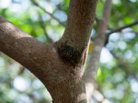 DSC_3225 J.N. Ding Darling National Wildlife Refuge -- Sanibel Island & Captiva Island (8 October 2016)