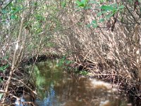 DSC_3244 J.N. Ding Darling National Wildlife Refuge -- Sanibel Island & Captiva Island (8 October 2016)