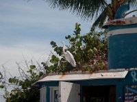 DSC_3253 Jensen's Marina Captiva Islands -- Sanibel Island & Captiva Island (8 October 2016)