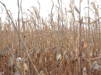 DSC_5600 The Corn in the Maze -- Sever's Corn Maze, Shakopee, MN