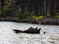 DSC_4966 Fenton Lake State Park, NM