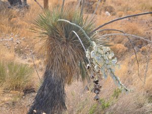 Las Cruces