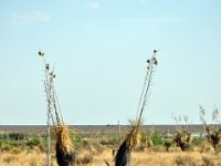 DSC_5022 Yucca Plant -- Las Cruces, NM