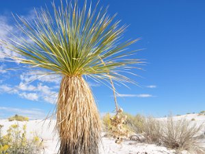 White Sands National Monument