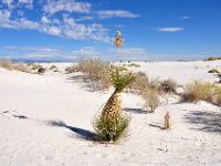 DSC_3625 White Sands National Monument, Alamogordo, NM (20 October 2012)