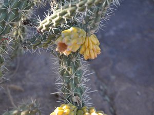 Ethel M Chocolate's Botanical Cactus Garden