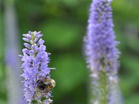 DSC_1282 The Heather Garden Fort Tryon Park