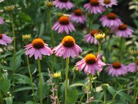 DSC_1284 The Heather Garden Fort Tryon Park