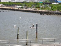 DSC_1243 Lazy afternoon at The Frying Pan (Pier 66 at 26th, Manhattan, NY) -- 20 May 2012