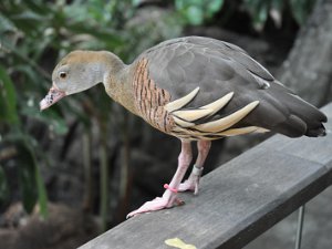 Central Park Zoo (1 Jul 12)