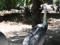 DSC_2006 Central Park Zoo, Manhattan, NYC -- 1 July 2012