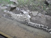 DSC_2014 Snow Leopard escaping the sun and the heat -- Central Park Zoo, Manhattan, NYC -- 1 July 2012