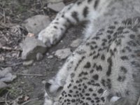 DSC_2020 Snow Leopard escaping the sun and the heat -- Central Park Zoo, Manhattan, NYC -- 1 July 2012