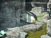 DSC_2022 Polar Bear escaping the sun and the heat -- Central Park Zoo, Manhattan, NYC -- 1 July 2012