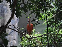 DSC_2034 Central Park Zoo, Manhattan, NYC -- 1 July 2012