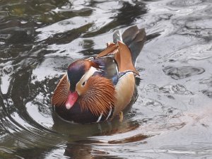 Central Park Zoo...