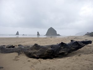 Cannon Beach (15 Nov 13)