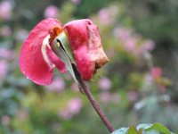 DSC_0056 A visit to the Royal Rosarian Garden (Washington Park, Portland, OR) -- 16 November 2013