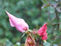 DSC_0059 A visit to the Royal Rosarian Garden (Washington Park, Portland, OR) -- 16 November 2013