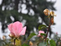 DSC_0069 A visit to the Royal Rosarian Garden (Washington Park, Portland, OR) -- 16 November 2013