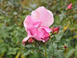 Rose Garden Washington Park Rose Garden (16 November 2013)