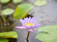 DSC_8680 Zilker Botanical Garden -- Austin, TX