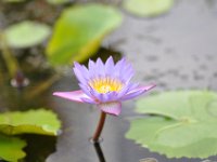 DSC_8681 Zilker Botanical Garden -- Austin, TX