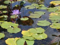 DSC_8683 Zilker Botanical Garden -- Austin, TX