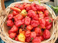 DSCN0832 Peppers at Pike Place Market (27 Sep 09)