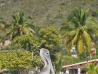 DSC_9165 Great Harbour, Jost Van Dyke (British Virgin Islands) -- 26 Feb 2012