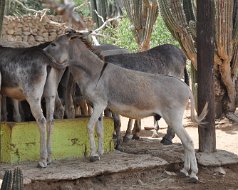 Donkey Sanctuary