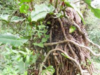 SAM_0233 Mindo Canopy Adventure -- Zipline in the Mindo Rain Forest (Mindo Rain Forest, Ecuador) - 29 December 2015