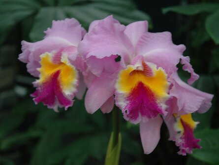 Jardin Botanique de Montréal Jardin Botanique de Montréal (28 Aprl 2007)