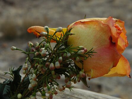 Nevada Pictures of flowers in Nevada Red Rock Canyon Tour Bellagio