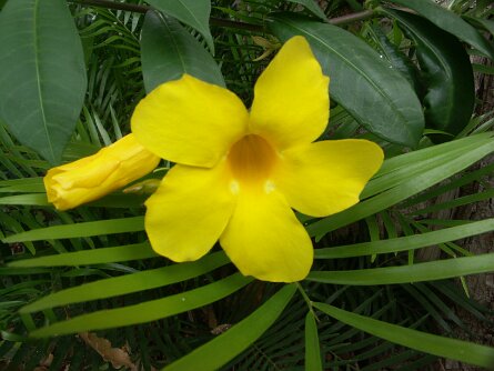 Dominican Republic Pictures of flowers in the Dominican Republic Los Altos de Chavon