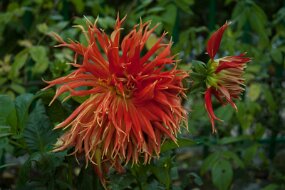 DSC_0750 null