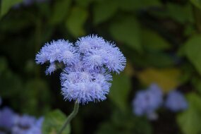 DSC_0837 null