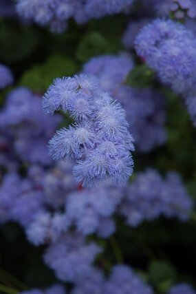 DSC_0838 null
