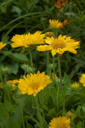 DSC_0842 null