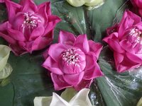 20141223_160508 Lotus flowers -- A visit to the Jim Thompson House (Bangkok, Thailand) -- 23 December 2014