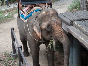 The Jungle House A ride on the elephant at The Jungle House (Khao Yai, Thailand) -- 27 December 2014