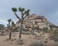 2013-08-30 Joshua Tree